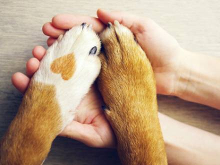 Mt. Prospect, IL divorce lawyer